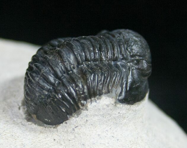 Slightly Curled Gerastos Trilobite - #11004